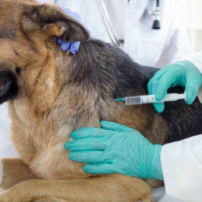 8 Things to do to Protect Pets from Rabies