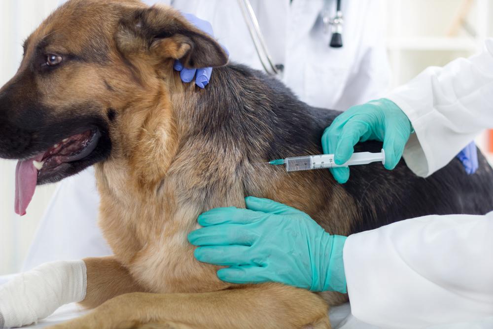 8 Things to do to Protect Pets from Rabies