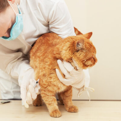 Diet Plan for Cats with Diabetes