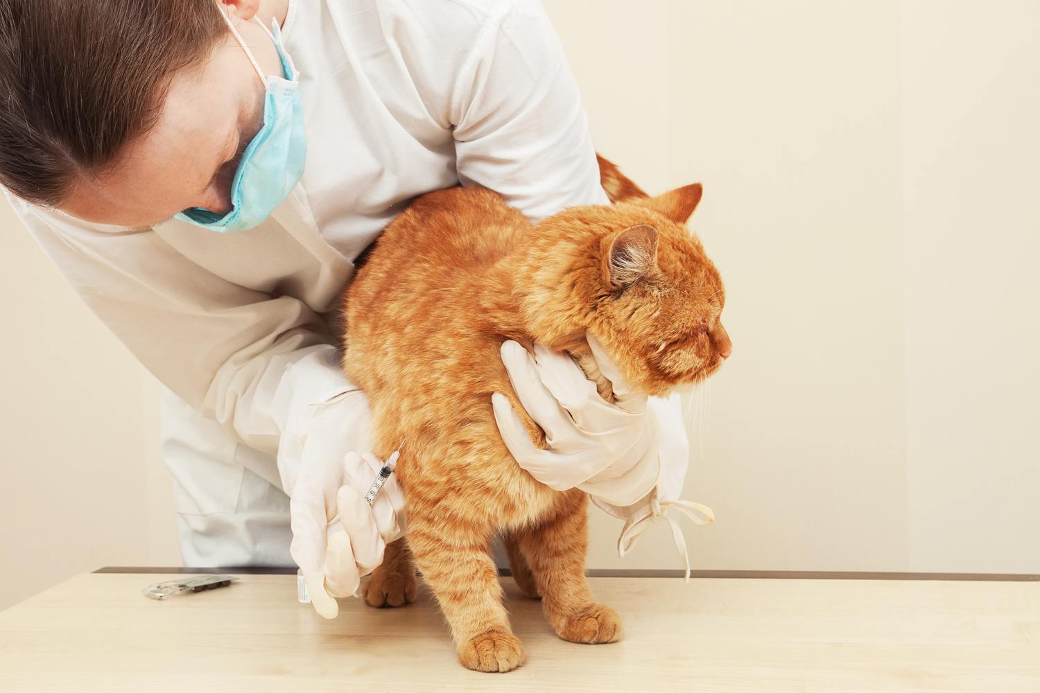 Diet Plan for Cats with Diabetes