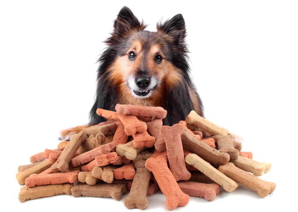 Dogs with Food Allergies: The Signs and Symptoms