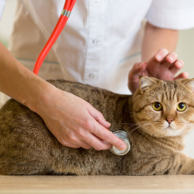 Tips to Save Money While Buying Pet Medication Online