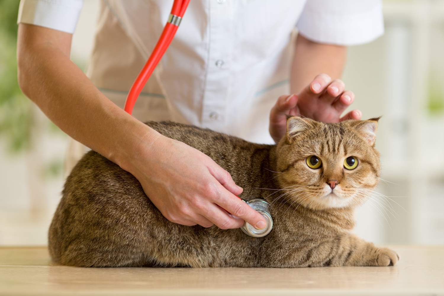 Tips to Save Money While Buying Pet Medication Online