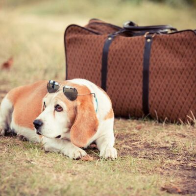 Top Travel Destinations with Pets