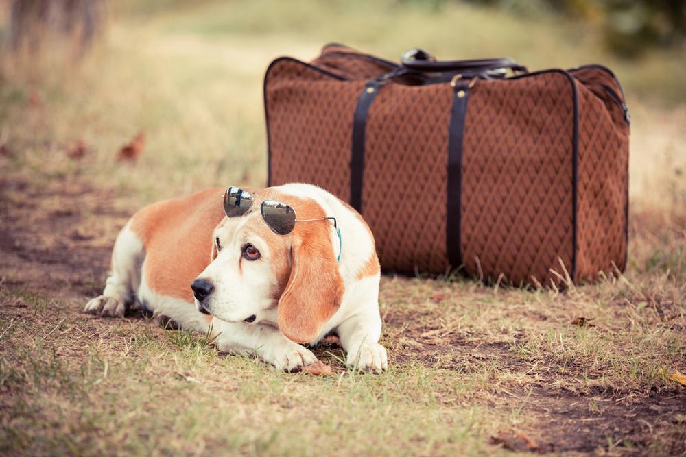 Top Travel Destinations with Pets