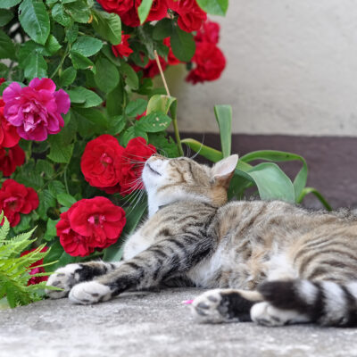 Toxic Houseplants for Cats: How it Affects Them and What to do