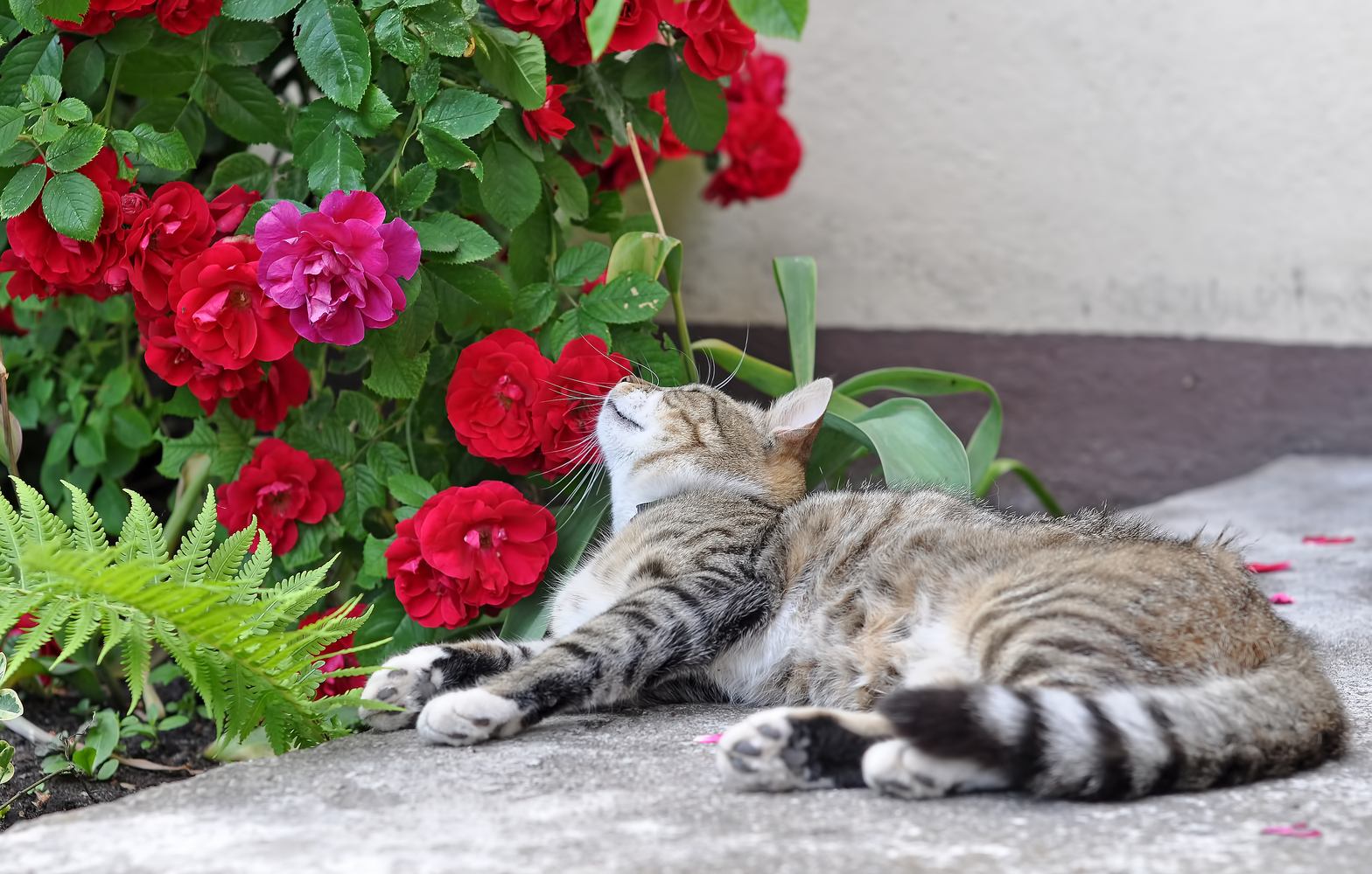 Toxic Houseplants for Cats: How it Affects Them and What to do